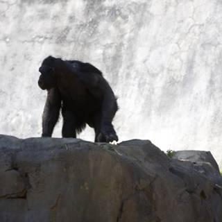 Chimpanzees exploring rocky terrain