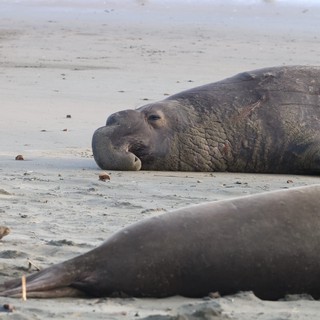 Elephant Seals Resting on Sandy Beach at Drakes Beach