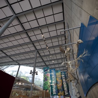 Suspended Sloth Skeleton Display in Modern Museum Atrium