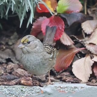 Golden-Crowned Sparrow Among Autumn Leaves in Backyard