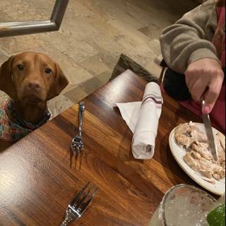 Fine Dining with Fido