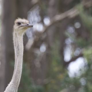 Majestic Ostrich at SF Zoo