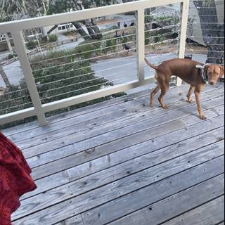 Sheltered Puppy on a Wooden Deck in Carmel
