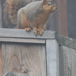 Fox Squirrel Perched Alert on Weathered Wooden Fence