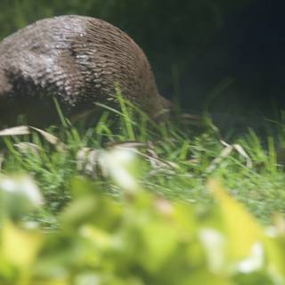 Otter in the Grass