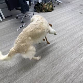 Office Pup Playing with Toy