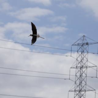 Flight amidst the Electric Grid