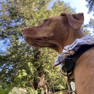 Collared Canine Gazing at the California Sky