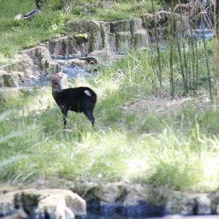Majestic Black Goat by the Pond