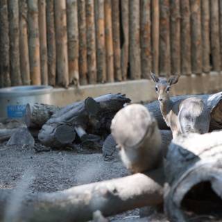 Peaceful Deer in Zoo