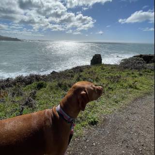 Canine Contemplation on the Coast