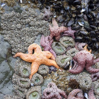 Colorful Sea Stars Clustered on Rocky Tidal Reef