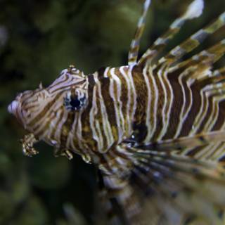Majestic Lionfish in Aquarium