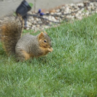 Fox Squirrel Munching Food on Suburban Lawn