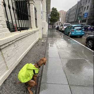 Urban Canine on Safety Duty