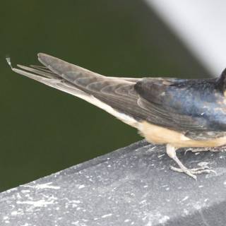 Elegant Swallow in San Pablo Bay