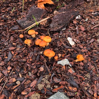 Vibrant Orange Mushrooms Growing Among Wood Chips and Decay