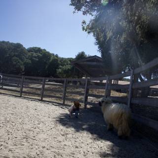 A Sunlit Encounter at Carmel Valley Ranch