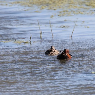 Pair of Cinnamon Teal Ducks Resting in Wetland Shallows