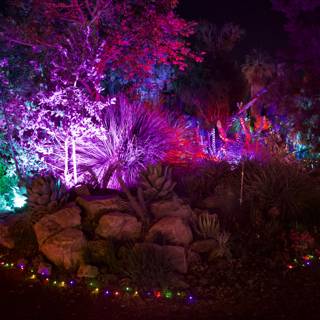Enchanted Illuminations