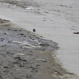 Solitary Bird on a Sullied Shoreline