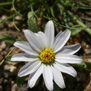 White Daisy in Spring