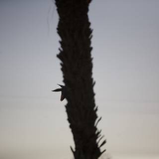 Tranquil Hummingbird on Palm Tree