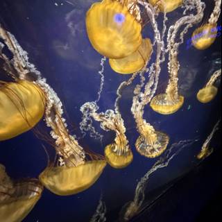 Graceful Jellyfish Dive at the Aquarium of the Bay