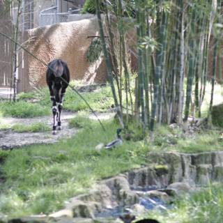Majestic Giraffe Strolling Through the Zoo