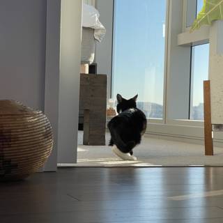 The Elegant Black and White Feline Explores the Hardwood Floor