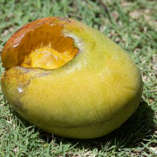 Nature's Banquet: Citrus in the Grass