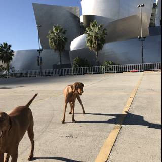 Canine Friends on a California Adventure
