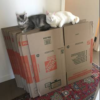 Boxed In Cats
