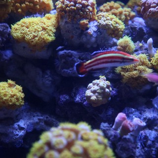 aquarium display
