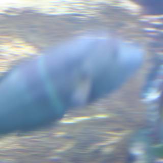 Mysterious Surgeonfish