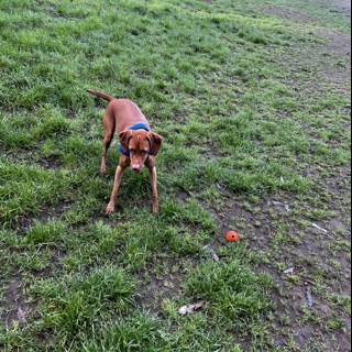 Happy Vizsla Playing Fetch in San Francisco Field