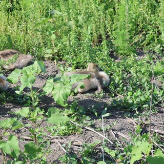 Fluffy Ducklings Foraging Among Garden Vegetation
