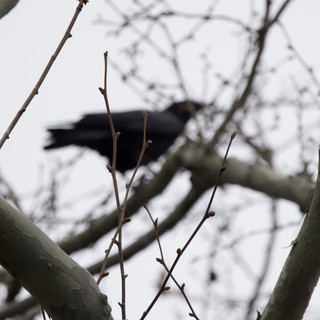 Silhouetted Bird Perched Among Bare Winter Branches