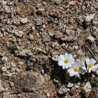 Delicate Anemone blooms amidst rocky terrain