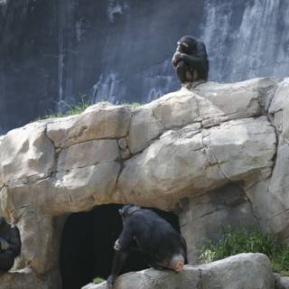 Chimps enjoying the outdoors