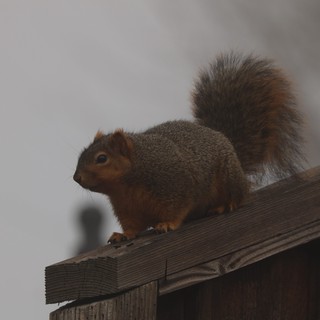 Gray Squirrel Perched on Wooden Fence Rail