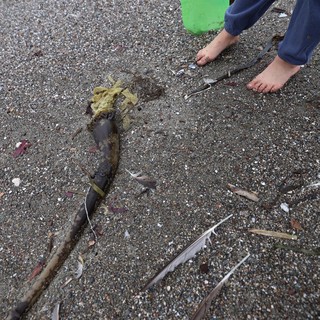 Child Discovers Sea Creature on Sandy Beach