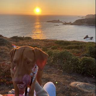 Sunset Lap Dog