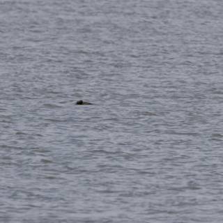 Solitary Drifter
