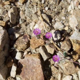 A Small Purple Flower Thrives in the Rocks