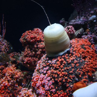 Marine Snail Navigating Vibrant Coral Reef Ecosystem