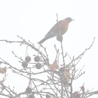 American Robin Perched on Frost-Covered Branch in Winter Fog