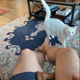 White cat lounging on hardwood floor