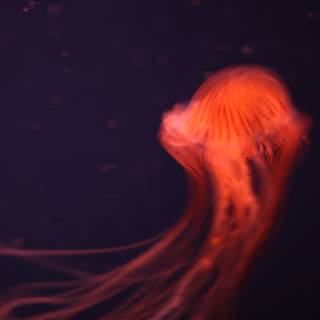 The Elegance of a Jellyfish