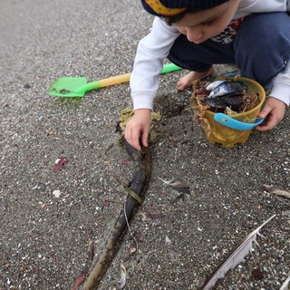 Young Explorer Collecting Treasures on the Beach